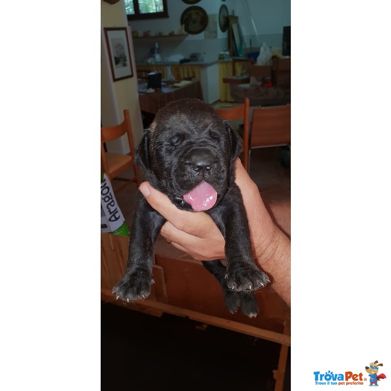 Cuccioli di cane Corso Grigio Piombo con Pedigree - Foto n. 7