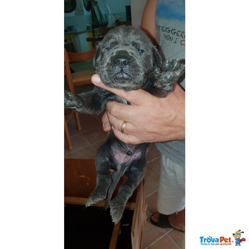 Cuccioli di cane Corso Grigio Piombo con Pedigree - Foto n. 8