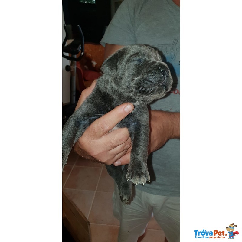 Cuccioli di cane Corso Grigio Piombo con Pedigree - Foto n. 9