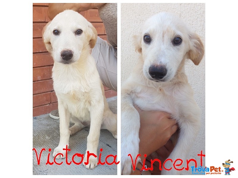 Victoria e Vincent Cuccioli Incrocio Labrador - Foto n. 1