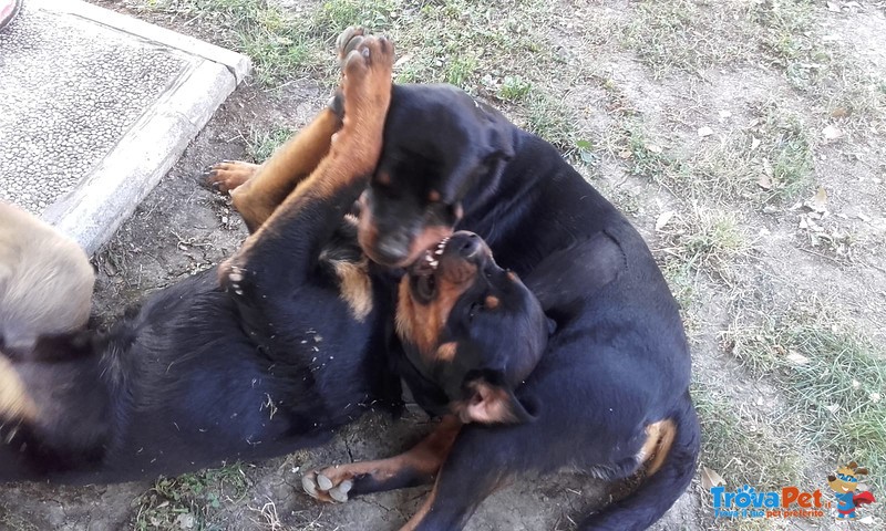 Cuccioli di Rottweiler - Foto n. 2