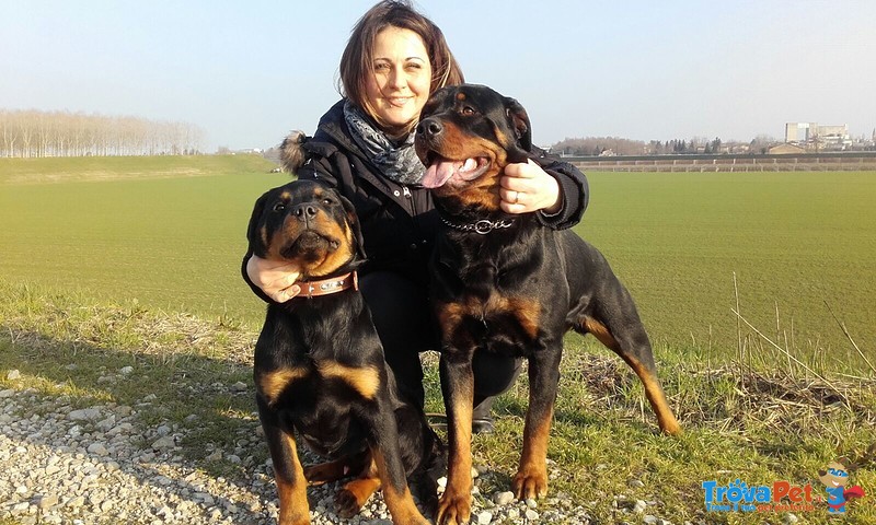 Cuccioli di Rottweiler - Foto n. 1