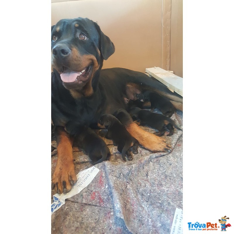 Cuccioli di Rottweiler - Foto n. 3