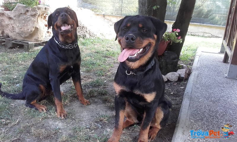 Cuccioli di Rottweiler - Foto n. 4