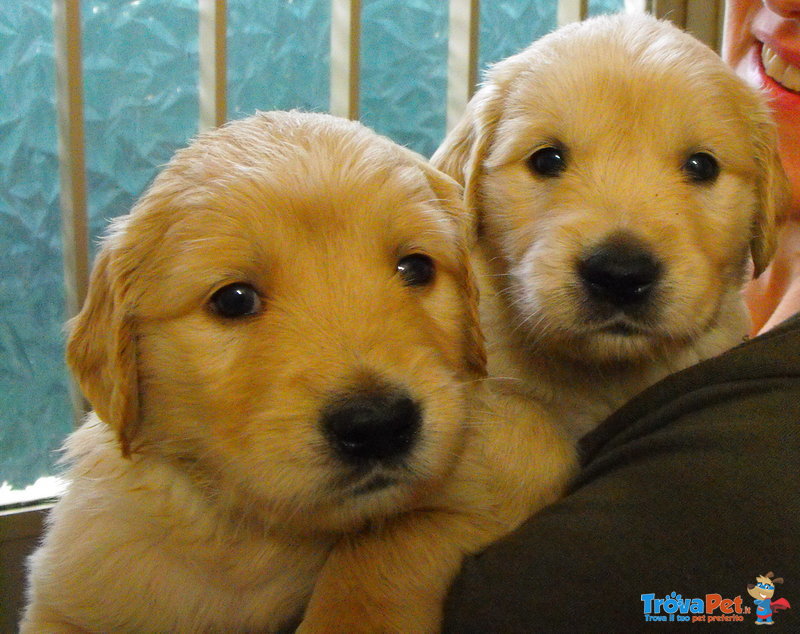 Cuccioli di Golden Retriever - Foto n. 1