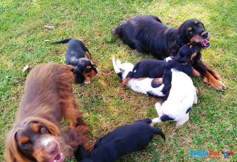 Cuccioli Cocker Spaniel Inglese nere Focato Femmine - Foto n. 8