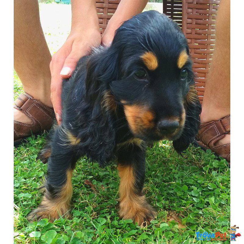 Cuccioli Cocker Spaniel Inglese nere Focato Femmine - Foto n. 9