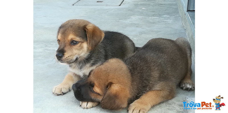 Birba e Pluto Cuccioli di 50 Giorni, Taglia Media Contenuta, nati per caso in Canile, Cercano Casa - Foto n. 4