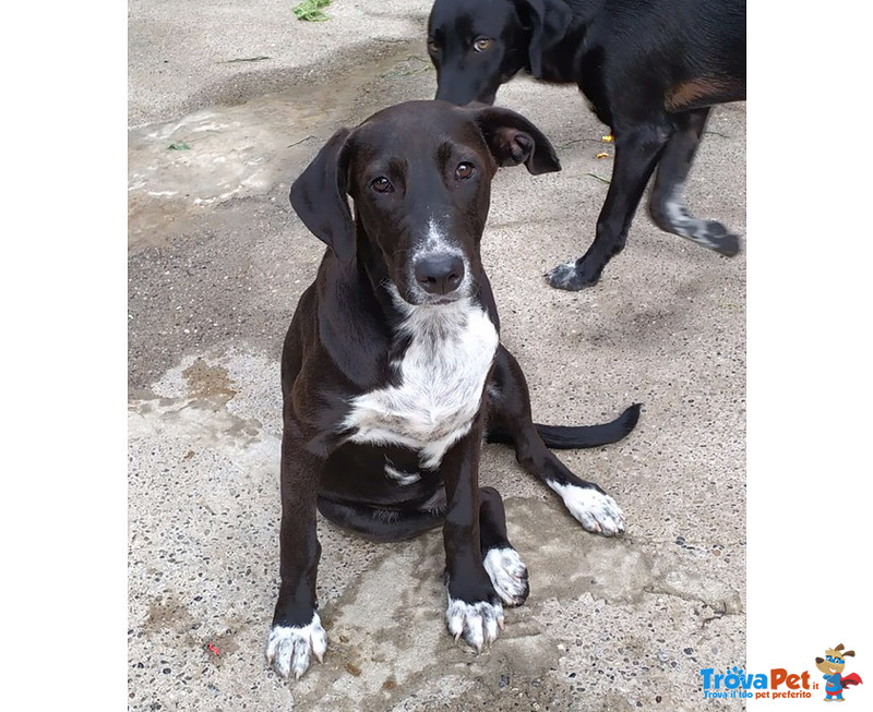 Susina, 6 Mesi, un Vigliacco Abbandono, Ultima Rimasta di una Cucciolata, Cerca Casa - Foto n. 2