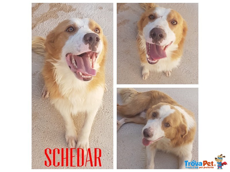 Schedar Cagnolino Solare - Foto n. 1