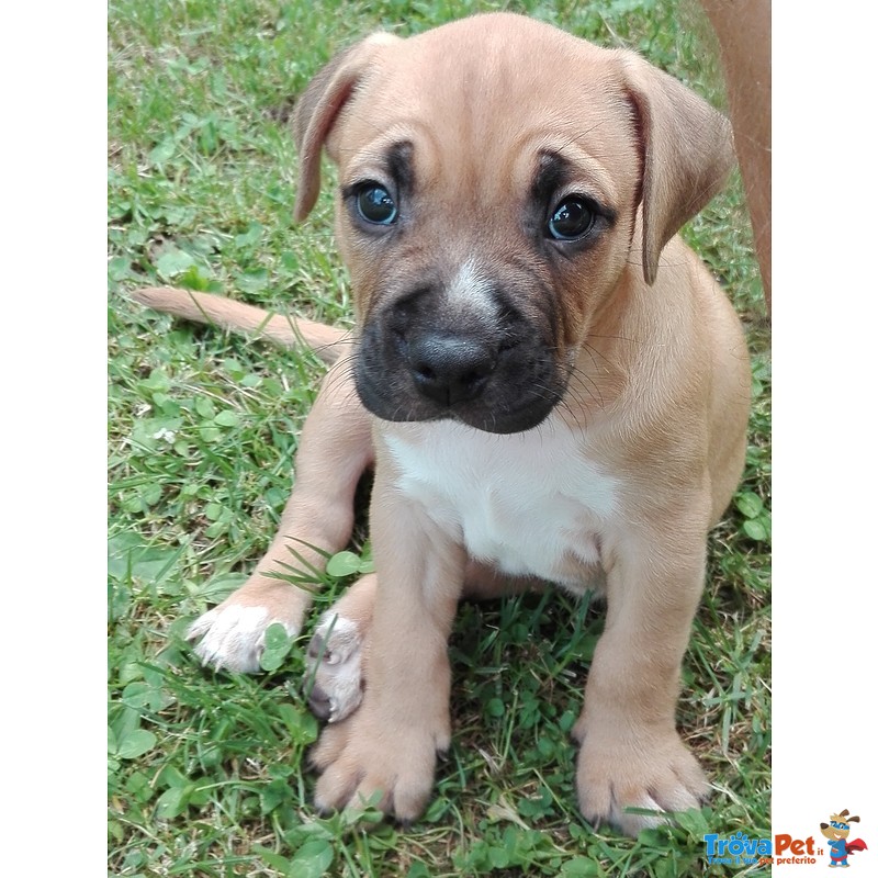 Cuccioli Amstaff - Foto n. 3