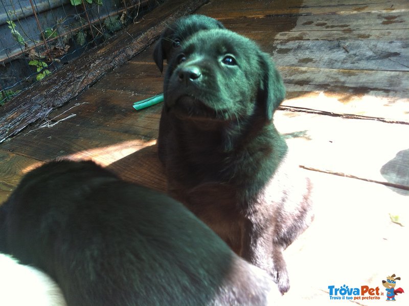 Cuccioli Labrador - Foto n. 2