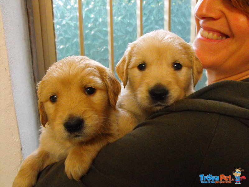 Cuccioli di Golden Retriever - Foto n. 8