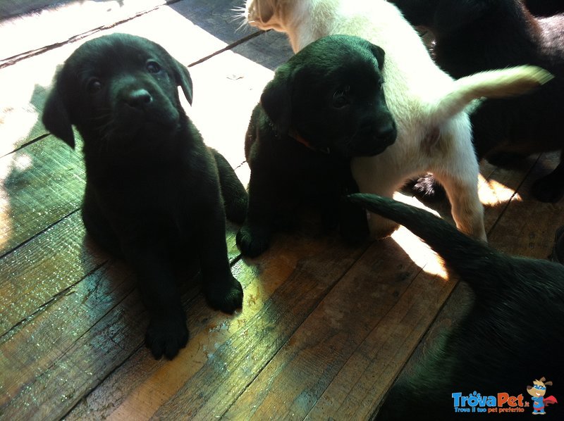 Cuccioli Labrador - Foto n. 3