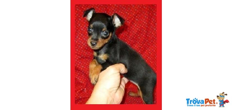 Pinscher mini toy, Italiani da 20€ al Mese - Foto n. 1