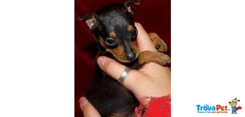 Pinscher mini toy, Italiani da 20€ al Mese - Foto n. 2