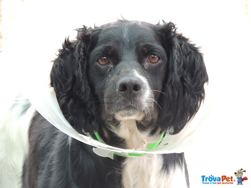 Pongo, Epagneul Breton di 7 Anni,portato in Canile Perché Inutile.. - Foto n. 1