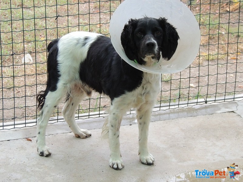 Pongo, Epagneul Breton di 7 Anni,portato in Canile Perché Inutile.. - Foto n. 2