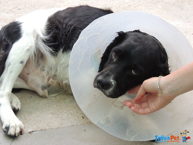 Pongo, Epagneul Breton di 7 Anni,portato in Canile Perché Inutile.. - Foto n. 3