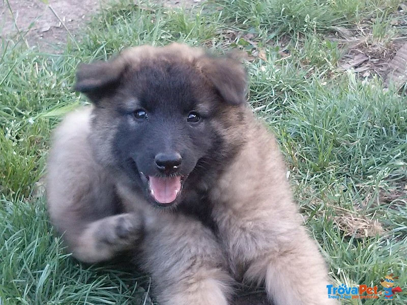 Cuccioli di Pastore Belga - Foto n. 1