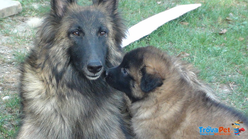 Cuccioli di Pastore Belga - Foto n. 6