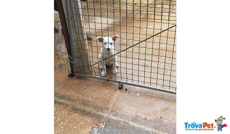 Frida, Cucciola di 3 Mesi, Unica Sopravvissuta di 6, Cerca Casa - Foto n. 1