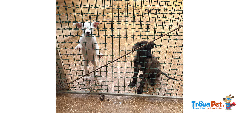 Frida, Cucciola di 3 Mesi, Unica Sopravvissuta di 6, Cerca Casa - Foto n. 3