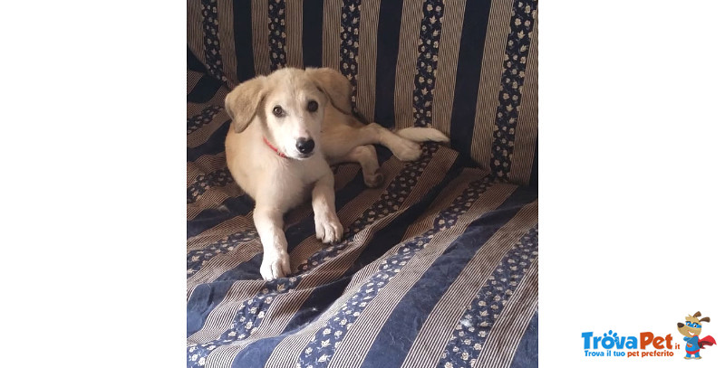 Lilly, Cucciola 3 Mesi, Abbandonata in Spiaggia, i suoi Pianti Hanno Attirato L’attenzione del suo A - Foto n. 1