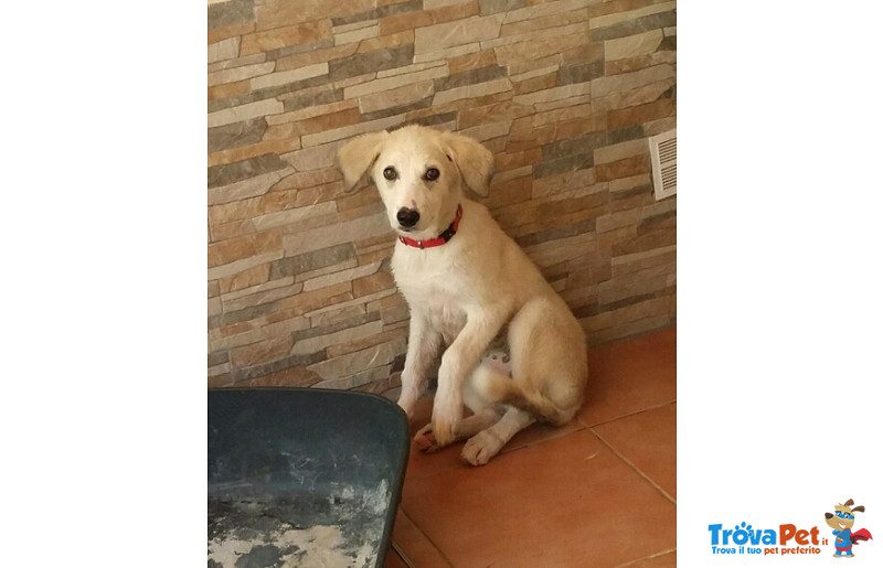 Lilly, Cucciola 3 Mesi, Abbandonata in Spiaggia, i suoi Pianti Hanno Attirato L’attenzione del suo A - Foto n. 2