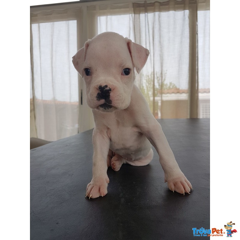 Bellissima Cucciola di Boxer Bianca alta Genealogia - Foto n. 1