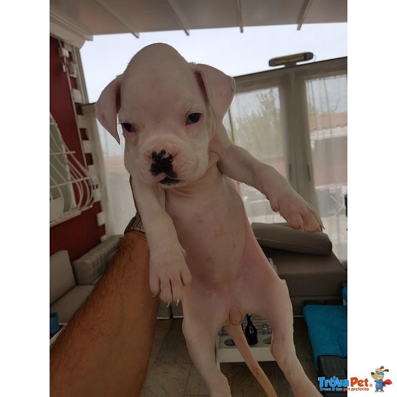 Bellissima Cucciola di Boxer Bianca alta Genealogia - Foto n. 3