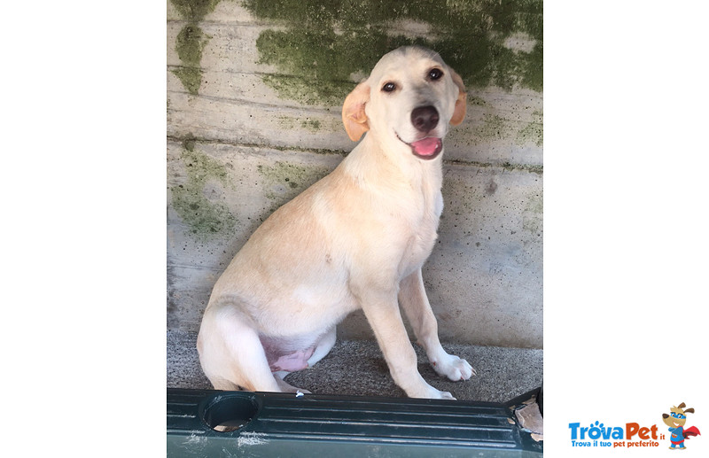 Jonny, Incrcocio Labrador di 6 Mesi, un Lungo Viaggio Verso la Speranza, Cerca Casa - Foto n. 2