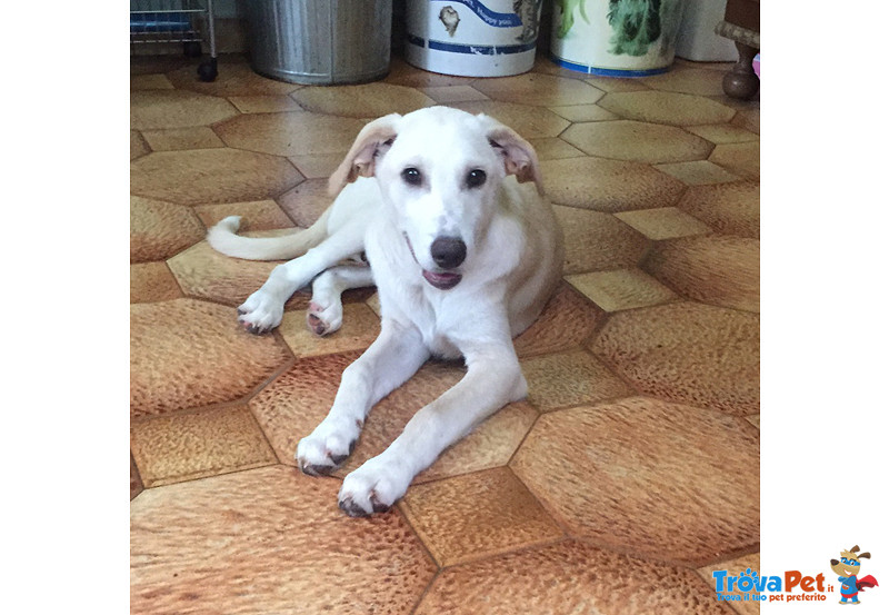 Jonny, Incrcocio Labrador di 6 Mesi, un Lungo Viaggio Verso la Speranza, Cerca Casa - Foto n. 3