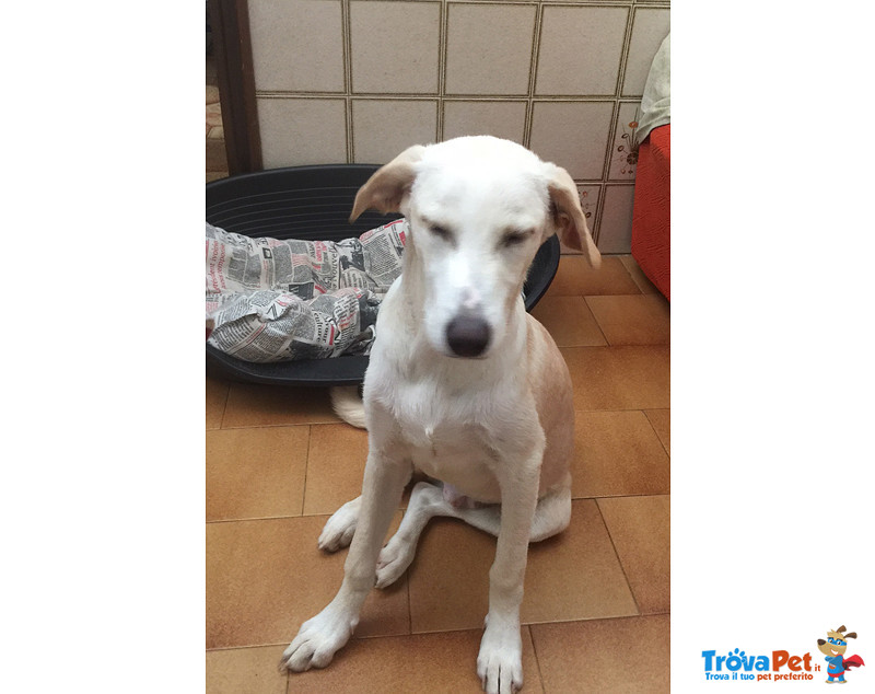 Jonny, Incrcocio Labrador di 6 Mesi, un Lungo Viaggio Verso la Speranza, Cerca Casa - Foto n. 5