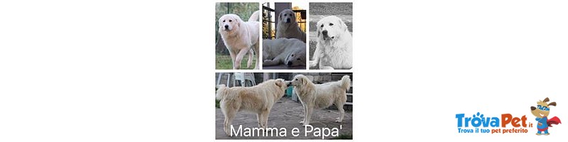 Cuccioli di Pastore Maremmano con Pedigree Enci - Foto n. 2