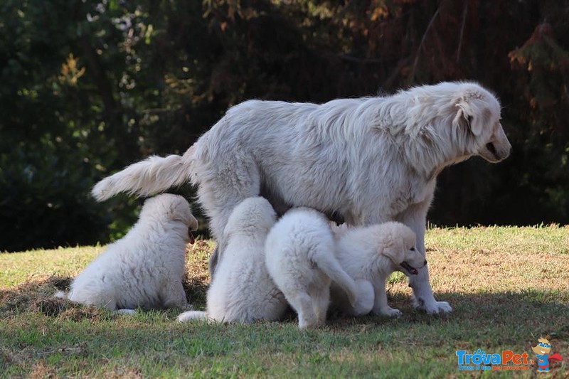 Cuccioli di Pastore Maremmano con Pedigree Enci - Foto n. 3