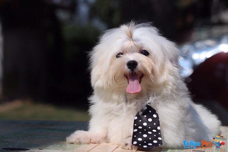 Maschietto di Maltese Minuscolo con Pedigree Enci - Foto n. 1