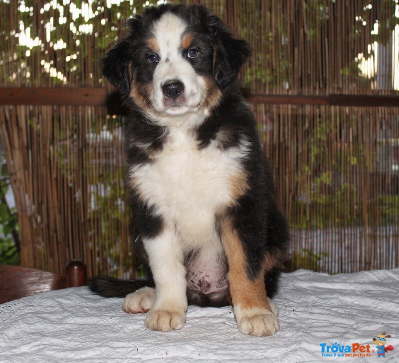 Cuccioli di Pastore Australiano - Foto n. 3