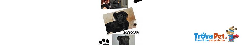 Kiron, Pastore Belga... una Sfida D'amore!!! - Foto n. 1