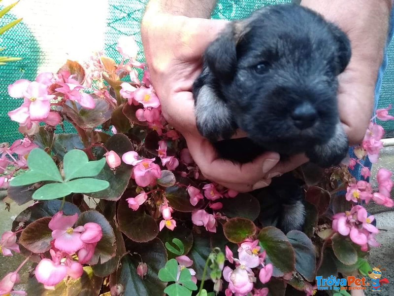 Cuccioli di Zwergschnauzer pepe e Sale - Foto n. 2