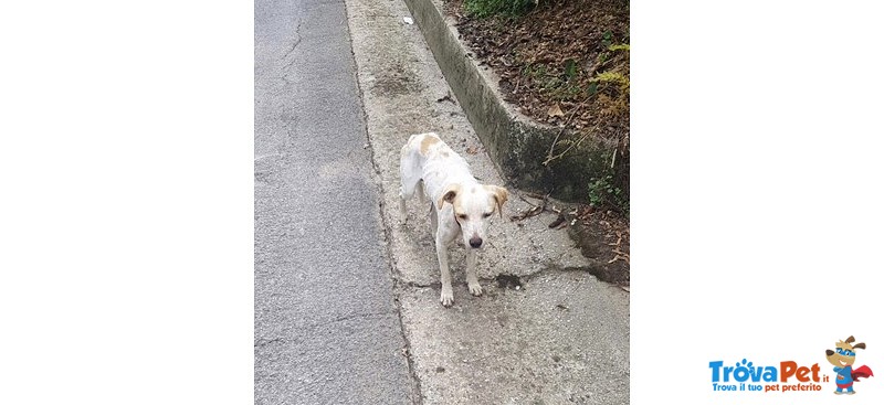 Tre Poveri cani Messi in Strada dopo la Morte del Padrone - Foto n. 1