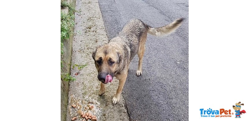 Tre Poveri cani Messi in Strada dopo la Morte del Padrone - Foto n. 2