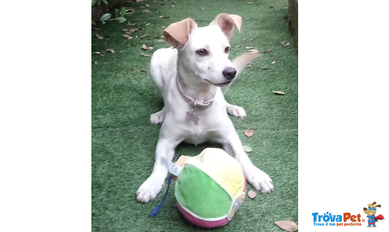 Birba Cucciola di 8 Mesi, Taglia Piccola, a 3 mesi Dall’adozione Viene Rispedita al Mittente - Foto n. 1