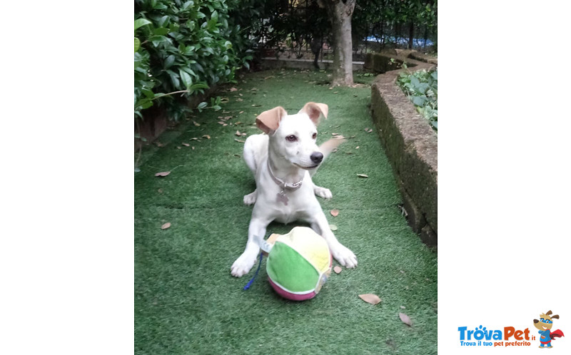 Birba Cucciola di 8 Mesi, Taglia Piccola, a 3 mesi Dall’adozione Viene Rispedita al Mittente - Foto n. 3