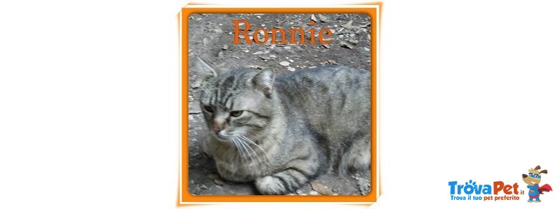 Adottate Ronnie! - Foto n. 1