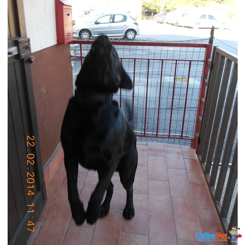 Cane Labrador nero di 3 Anni - Foto n. 2