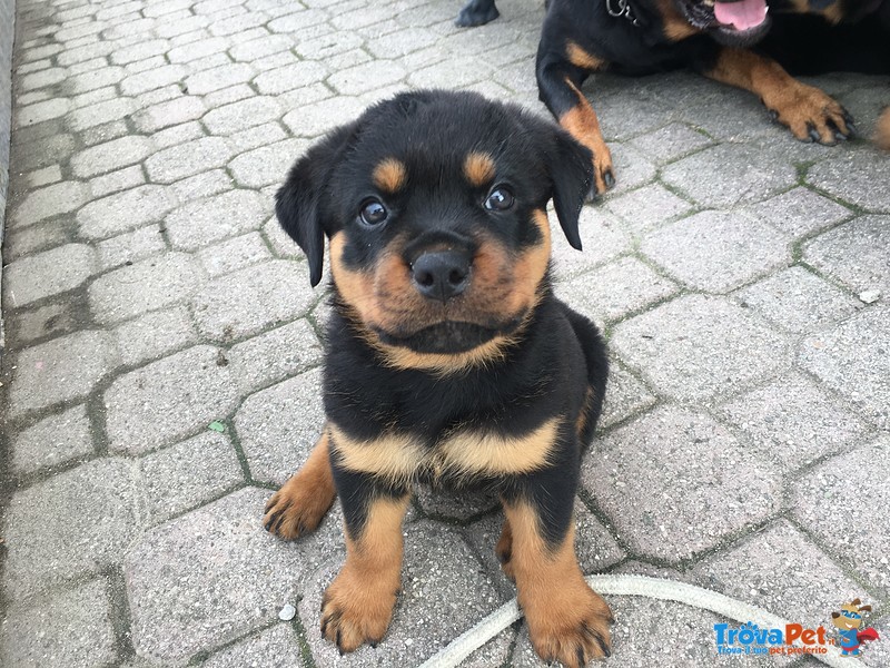 Cucciole di Rottweiler - Foto n. 2