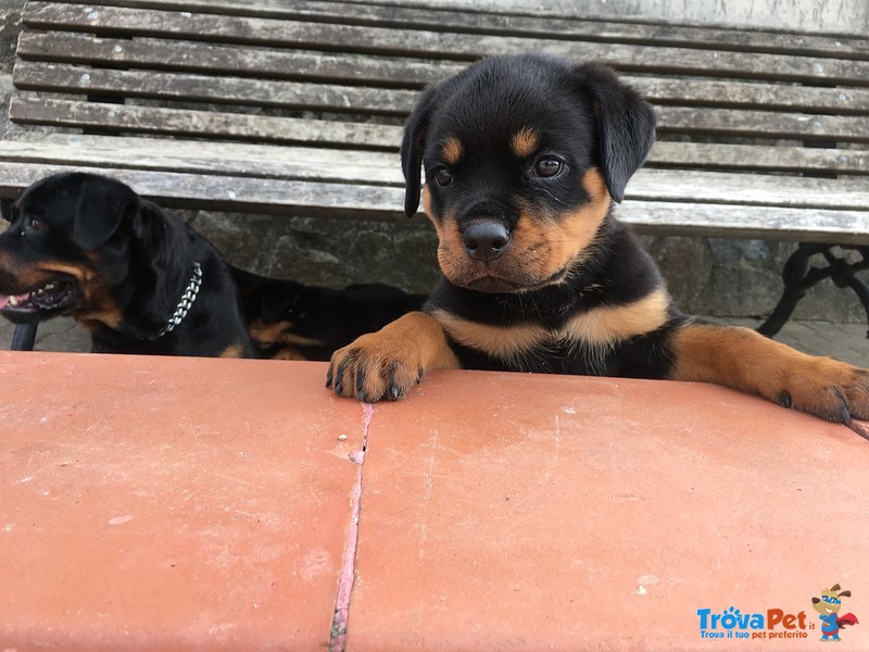 Cucciole di Rottweiler - Foto n. 3