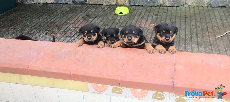Cucciole di Rottweiler - Foto n. 1