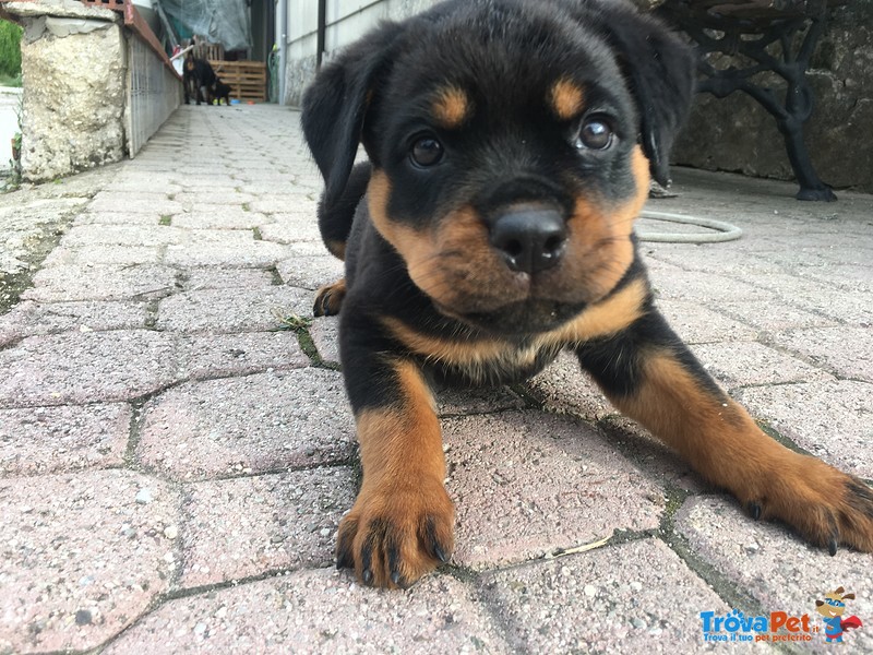 Cucciole di Rottweiler - Foto n. 4